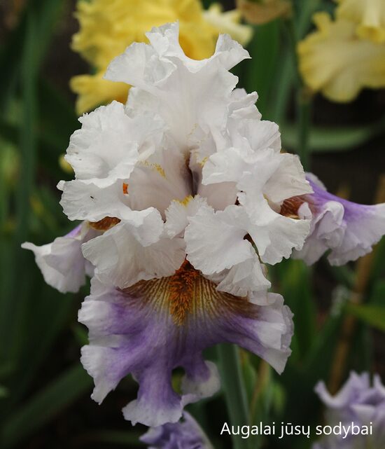 Vilkdalgis (Iris) 'Stylized'